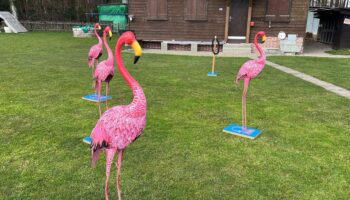 Flamingo Ringo | Mobiler Deluxe Spielpark Events4Rent